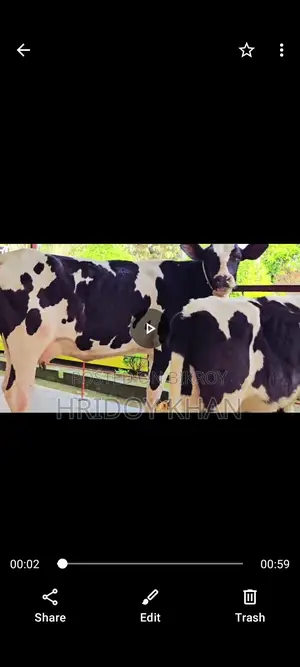 ফ্রিজিয়ান মুন্ডি মেয়ে বকনা ও গাভী