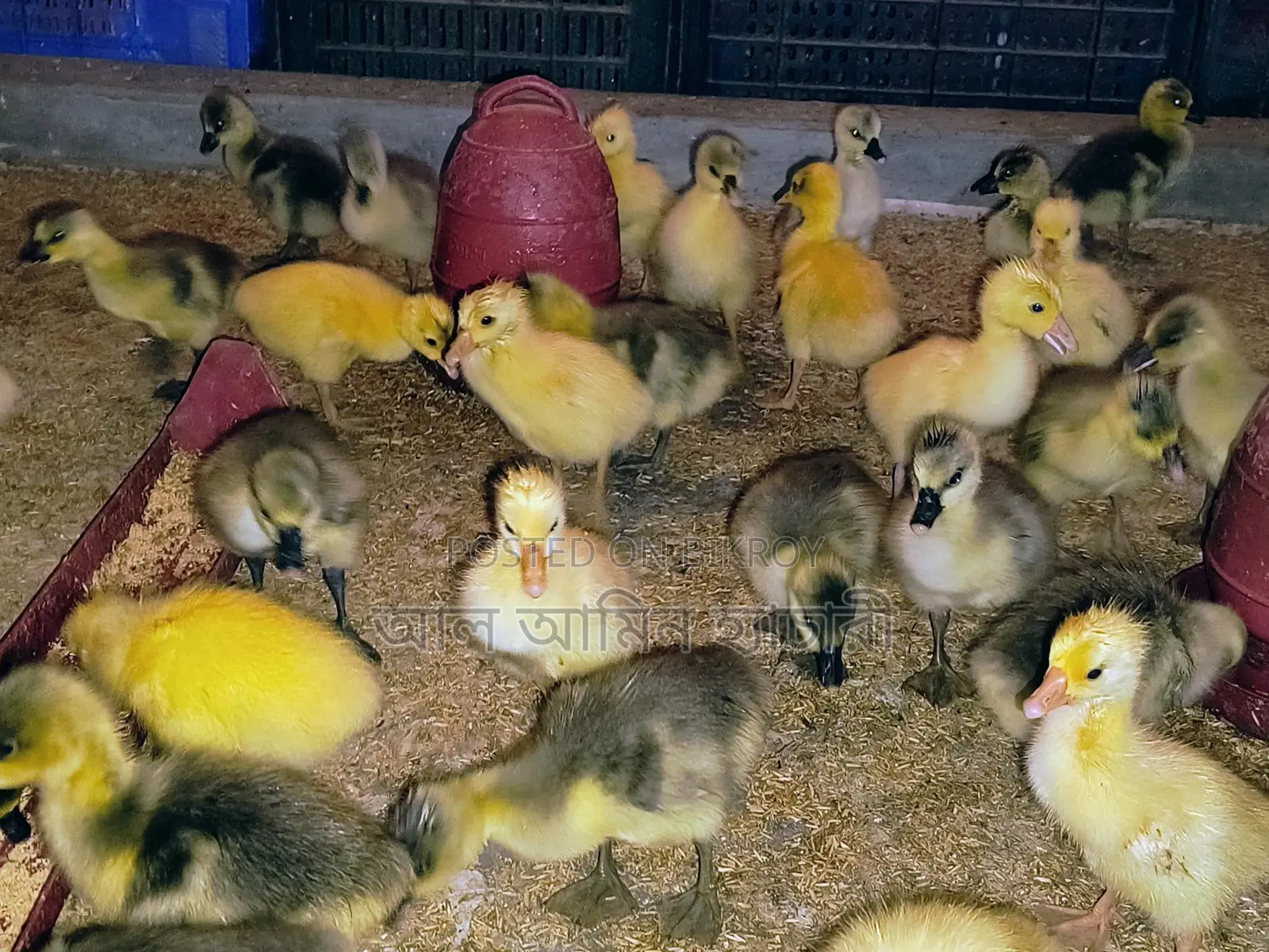 🐣 10-12 Day Old Goslings for Sale ❤️