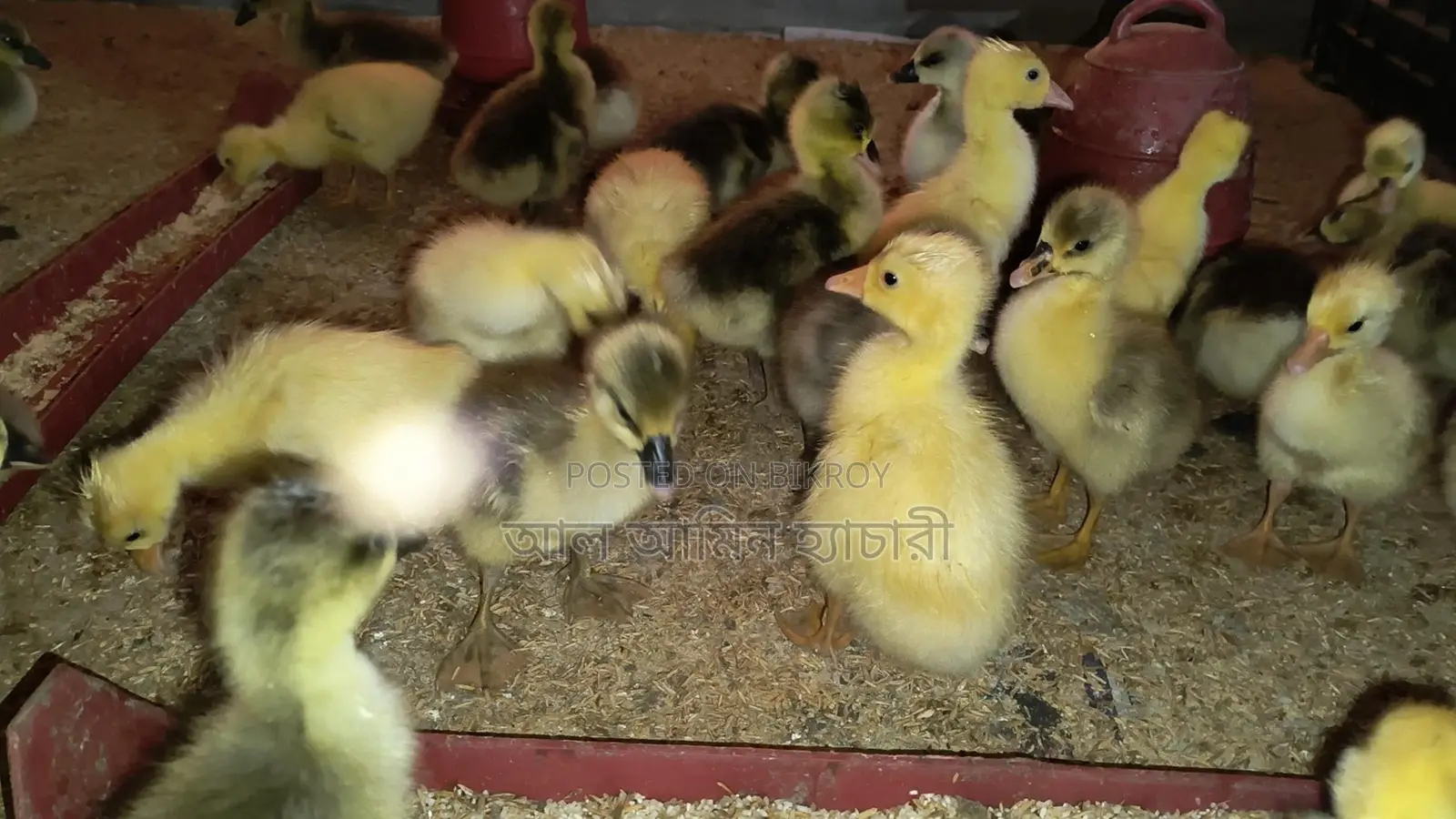 🐣 10-12 Day Old Goslings for Sale ❤️