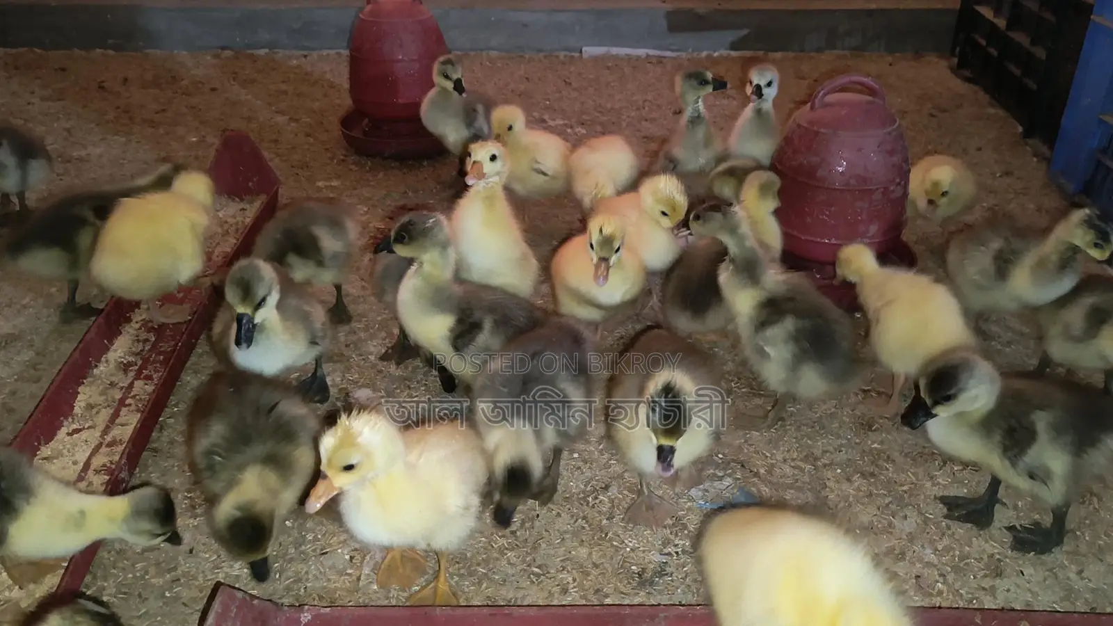 🐣 10-12 Day Old Goslings for Sale ❤️