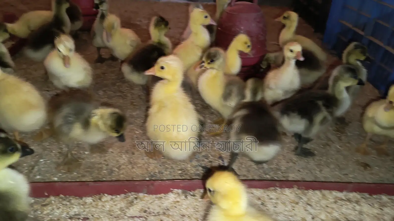 🐣 10-12 Day Old Goslings for Sale ❤️