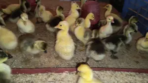 🐣 10-12 Day Old Goslings for Sale ❤️