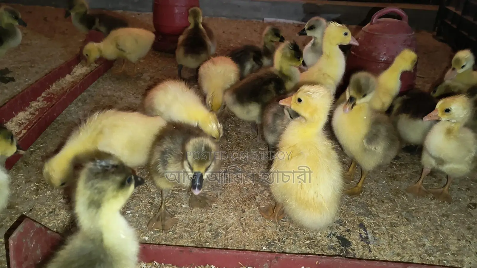 🐣 10-12 Day Old Goslings for Sale ❤️
