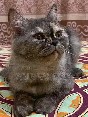 1+ year Female Purebred Persian