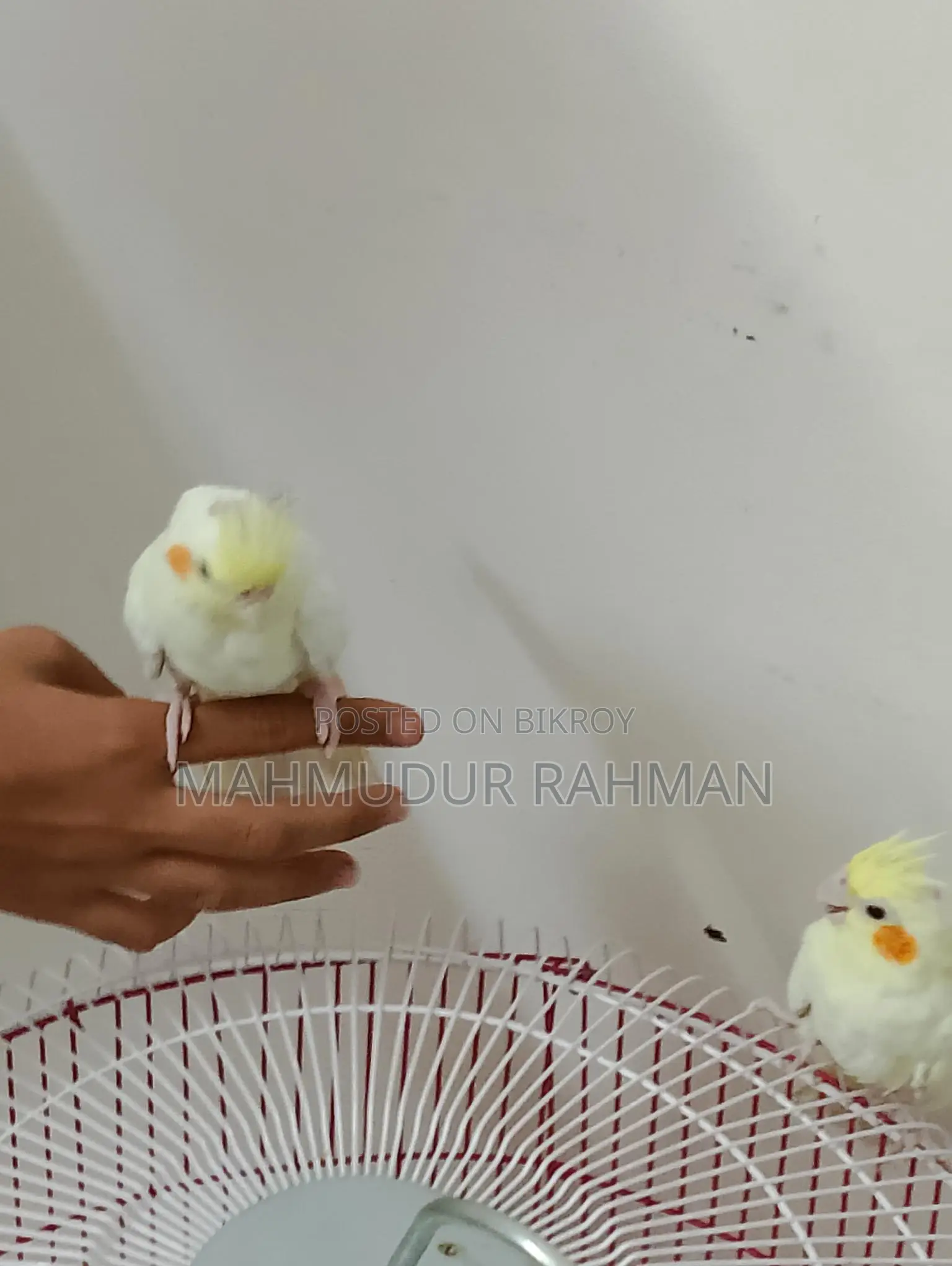 cockatiel