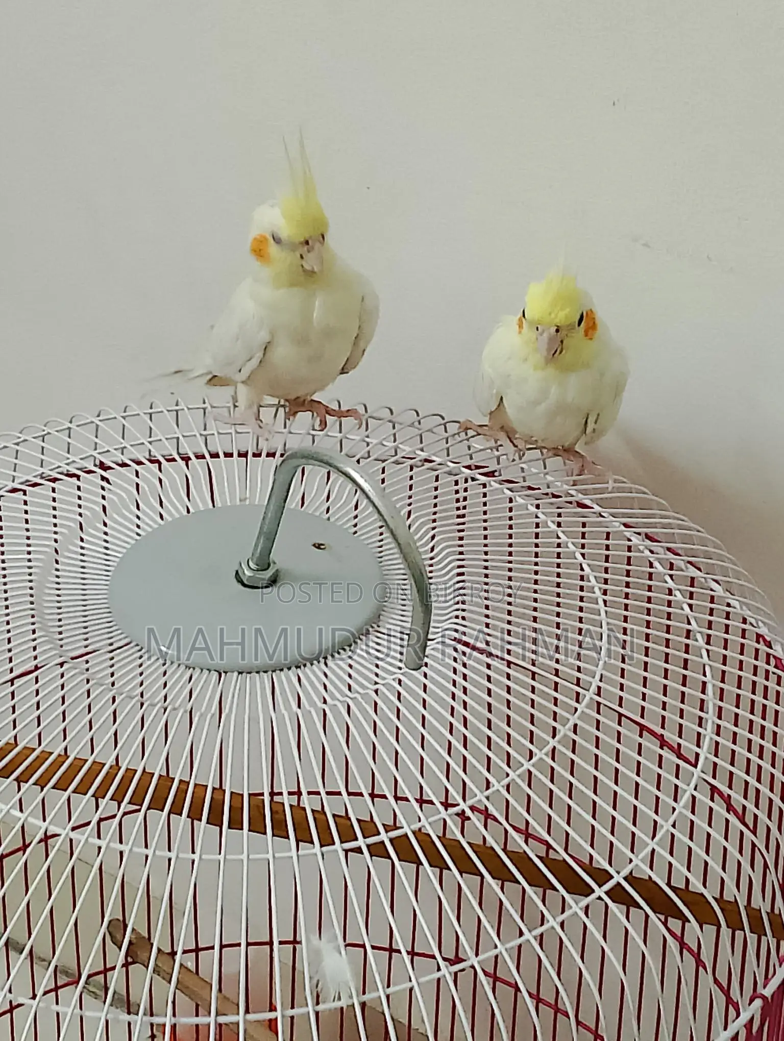 cockatiel