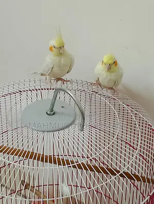 cockatiel