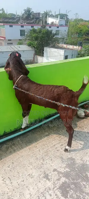 তোতাপুরী ছাগল বিক্রি
