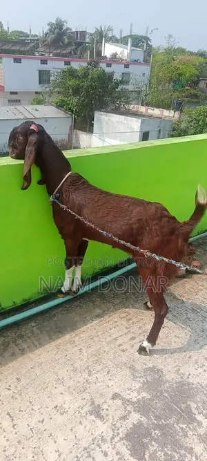তোতাপুরী ছাগল বিক্রি