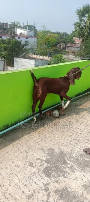 তোতাপুরী ছাগল বিক্রি