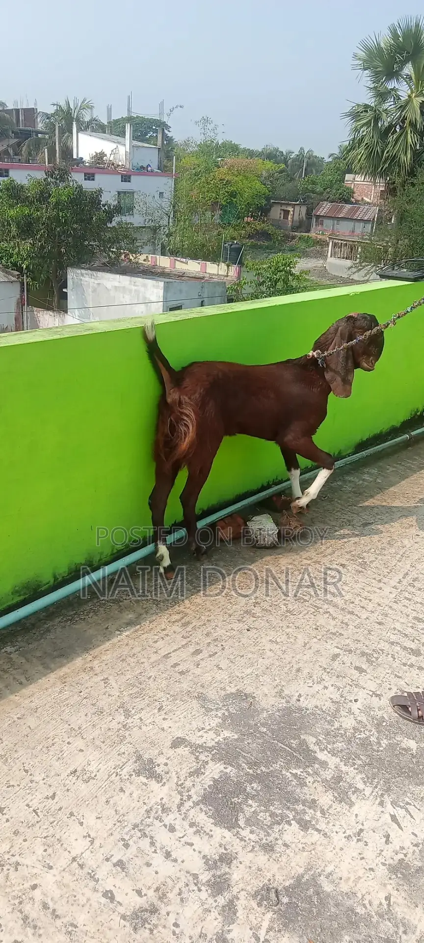 তোতাপুরী ছাগল বিক্রি