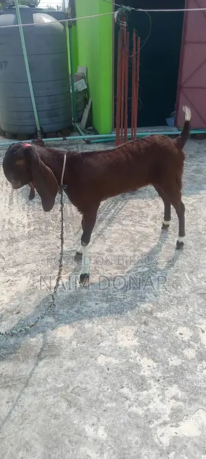 তোতাপুরী ছাগল বিক্রি