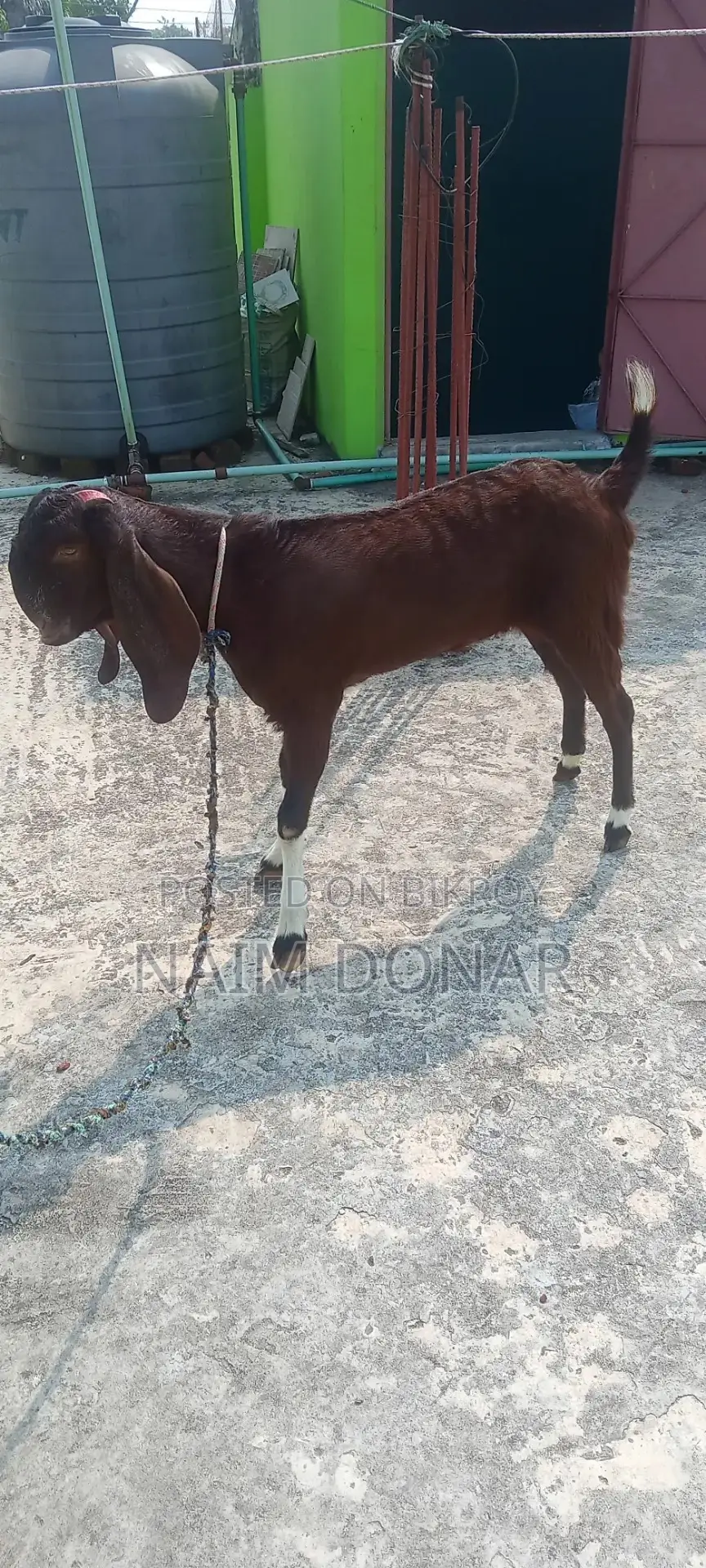 তোতাপুরী ছাগল বিক্রি