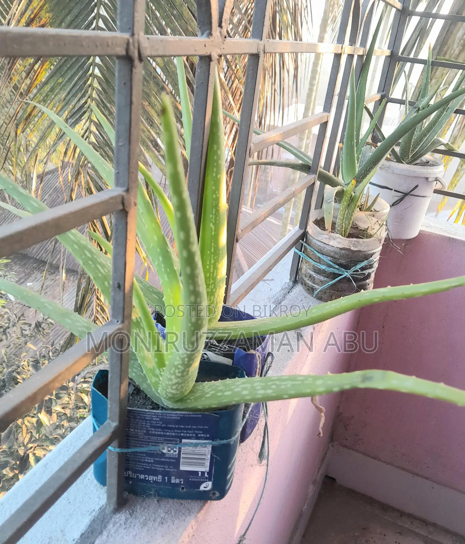 Aloe Vera Plant Sale