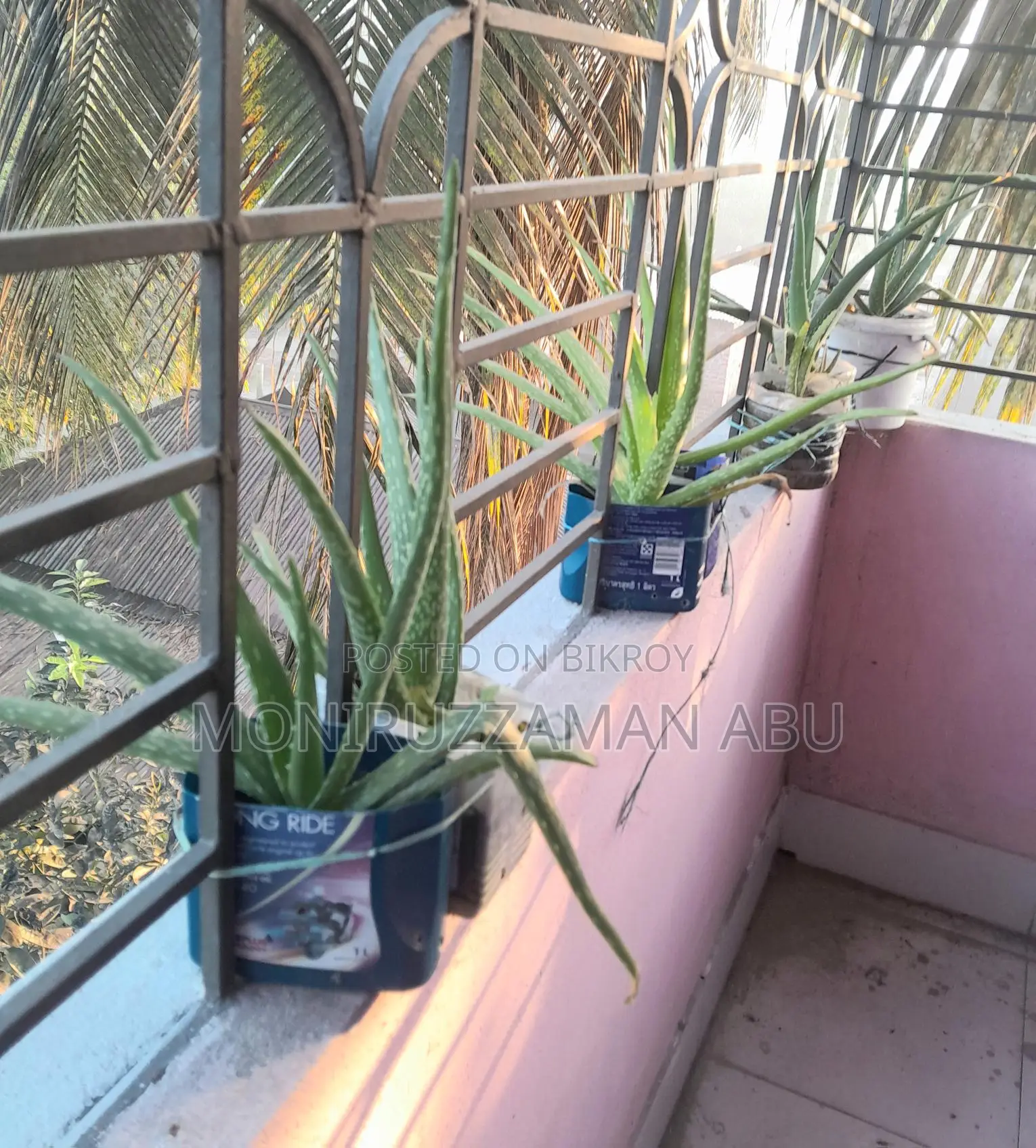 Aloe Vera Plant Sale