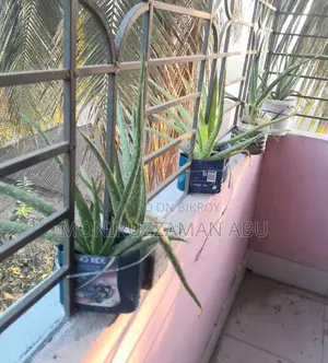 Aloe Vera Plant Sale