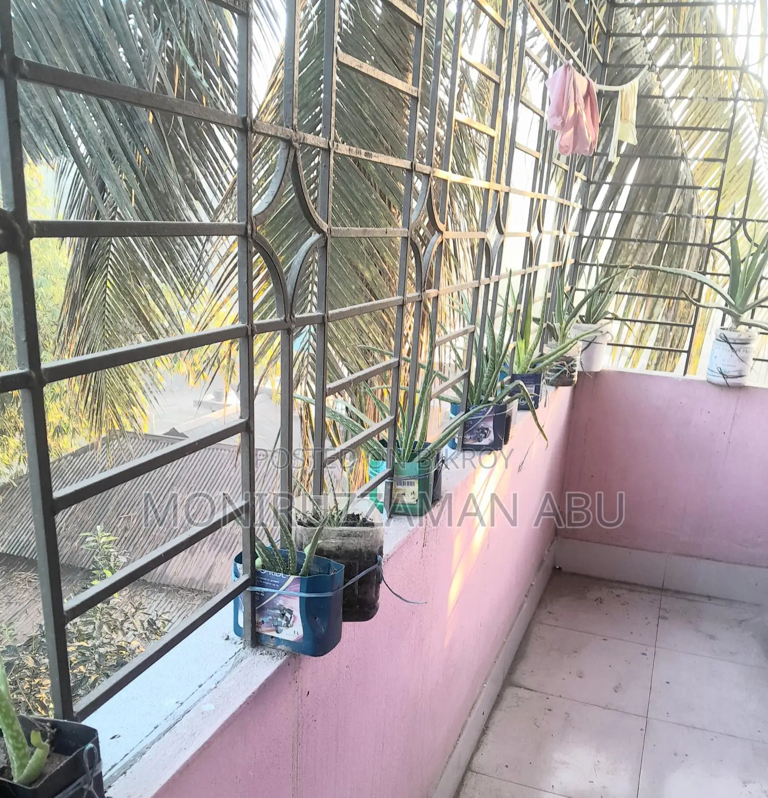 Aloe Vera Plant Sale