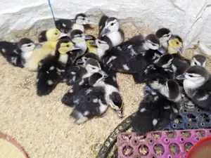 Muscovy Ducklings