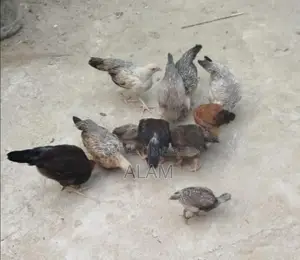 দেশী মুরগীর বাচ্চা বিক্রয়