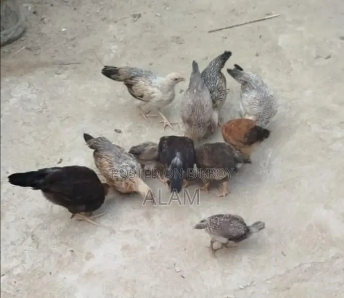 দেশী মুরগীর বাচ্চা বিক্রয়
