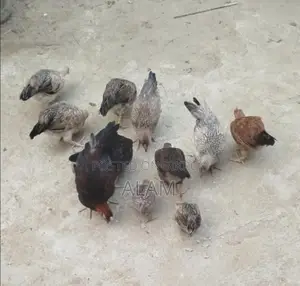 দেশী মুরগীর বাচ্চা বিক্রয়