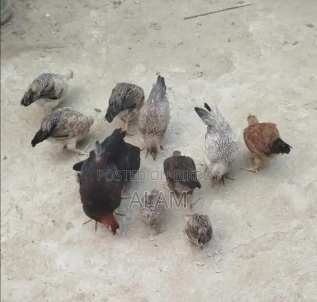 দেশী মুরগীর বাচ্চা বিক্রয়