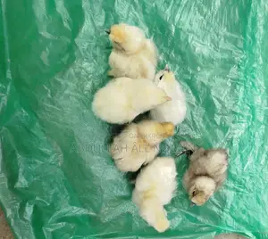 Misri Fami, Brahma Silkie Chicks
