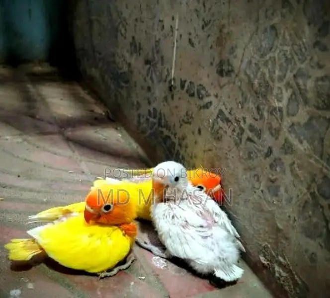Lovebird Baby