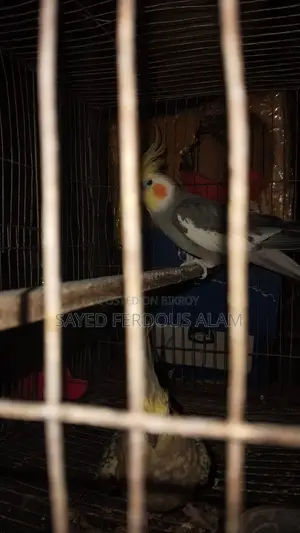 ককাটেল পাখি বিক্রয় হবে