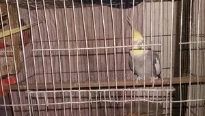 ককাটেল পাখি বিক্রয় হবে