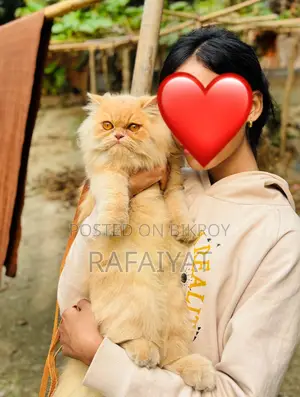Persian Mother Cat with 3 Kittens