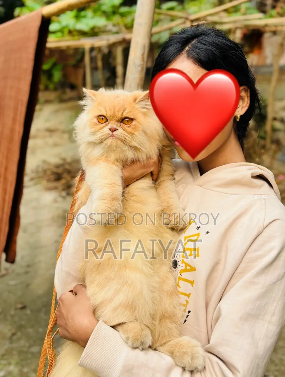 Persian Mother Cat with 3 Kittens