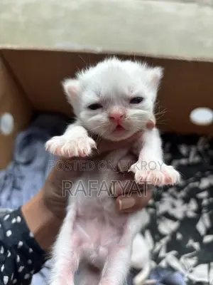 Persian Mother Cat with 3 Kittens
