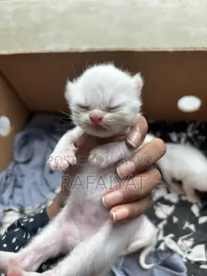 Persian Mother Cat with 3 Kittens