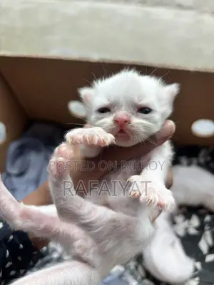 Persian Mother Cat with 3 Kittens