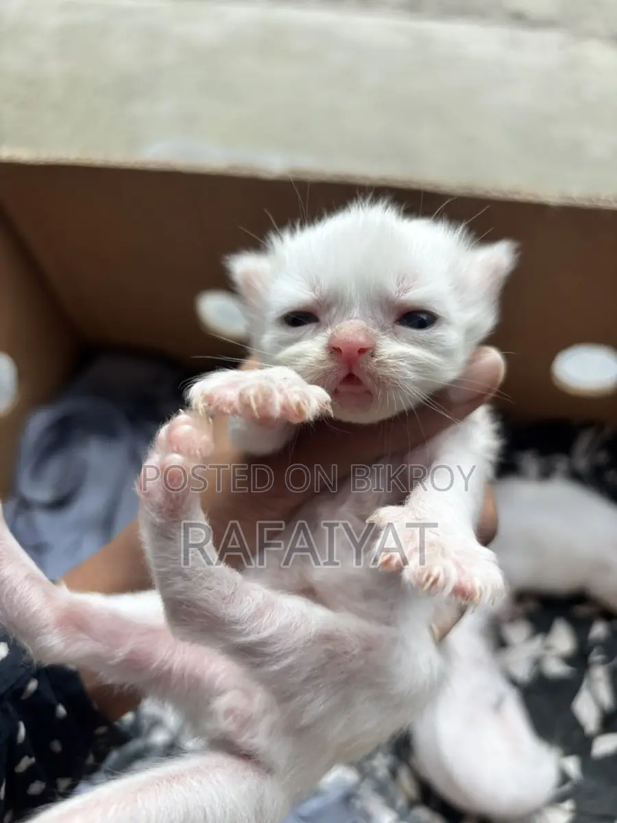 Persian Mother Cat with 3 Kittens