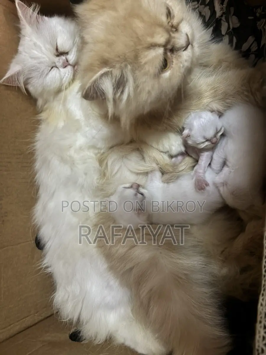 Persian Mother Cat with 3 Kittens