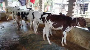 ১১০০নং ৫টি বকনা কিনুন অল্প দামে।