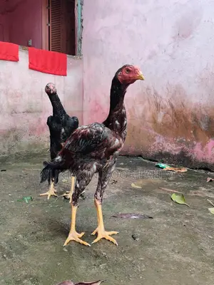 আসিল মুরুগ