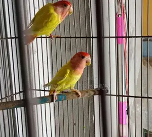 Lutino Lovebird 1 Pair with DNA