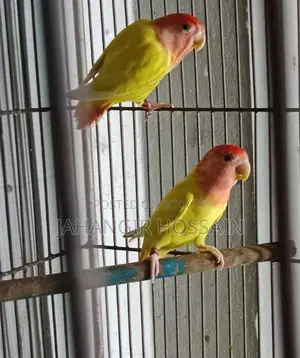 Lutino Lovebird 1 Pair with DNA