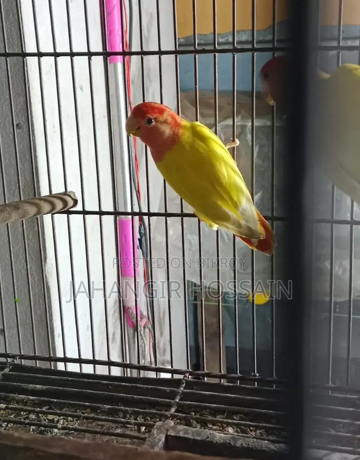 Lutino Lovebird 1 Pair with DNA