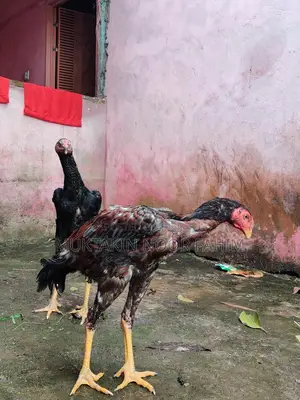 আসিল মুরুগ