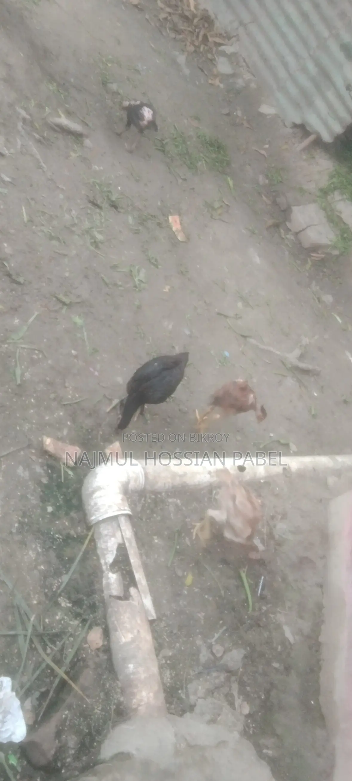 ফাইটার মুরগি