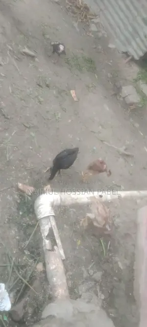 ফাইটার মুরগি