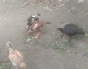 ফাইটার মুরগি