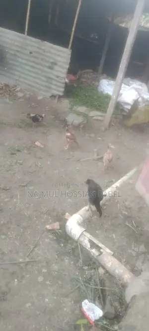 ফাইটার মুরগি
