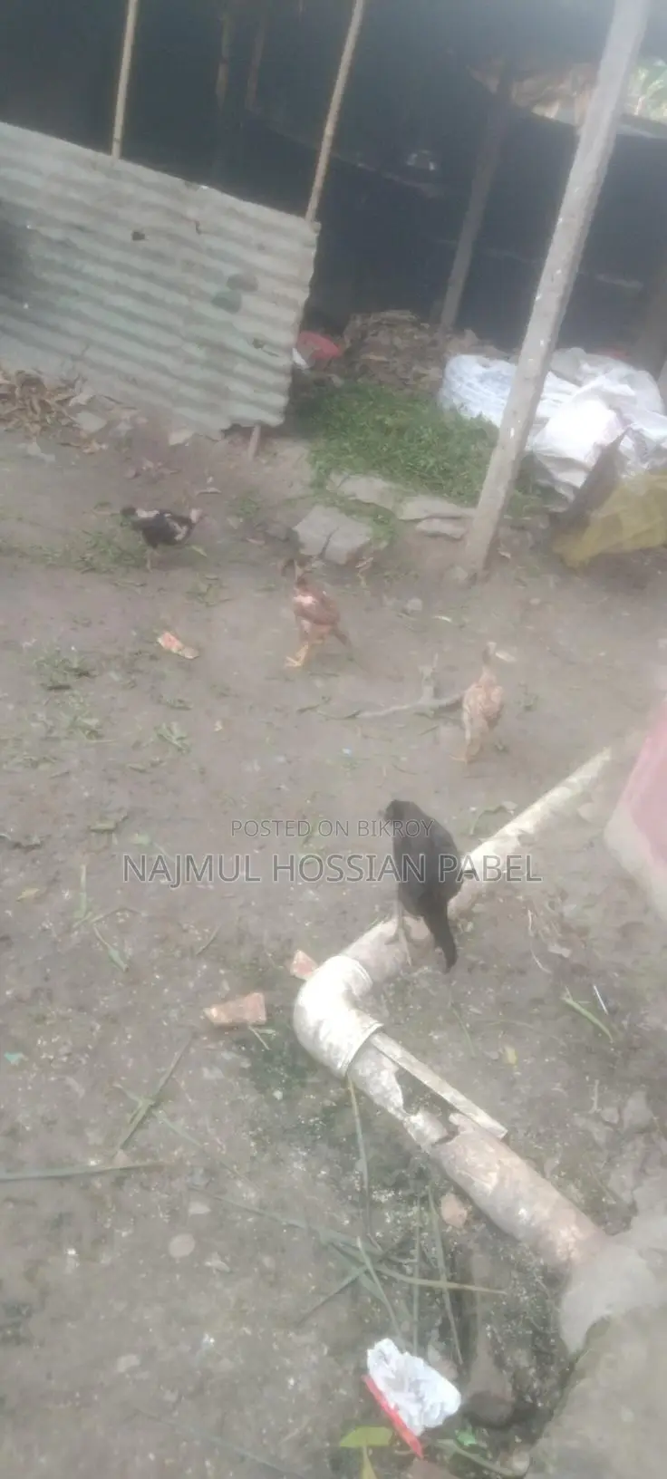 ফাইটার মুরগি