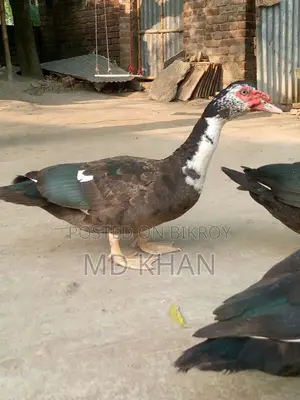 Chinese Ducks for Sale