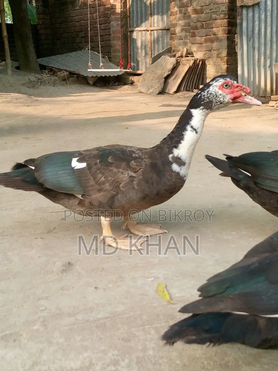 Chinese Ducks for Sale